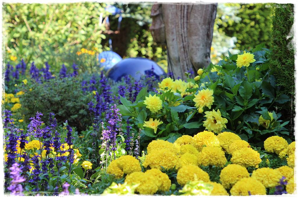 terminy siewu kwiatów jednorocznych 1a