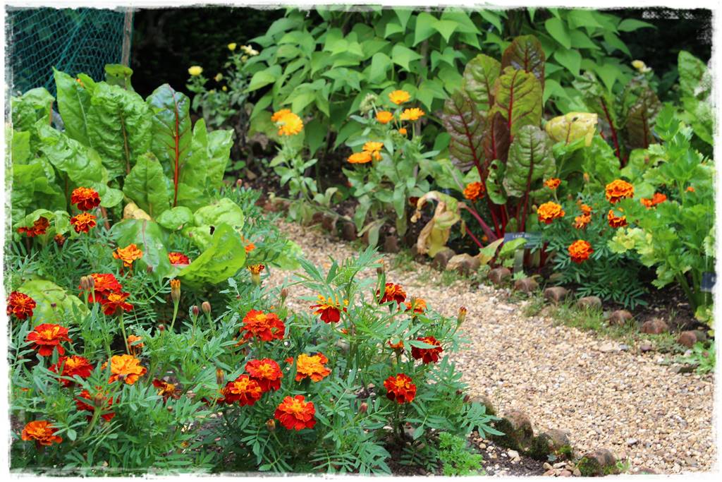 terminy siewu kwiatów jednorocznych 1b