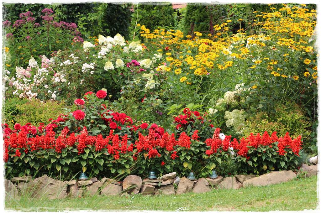 terminy siewu kwiatów jednorocznych 20