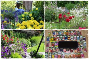 terminy siewu kwiatów jednorocznych 200