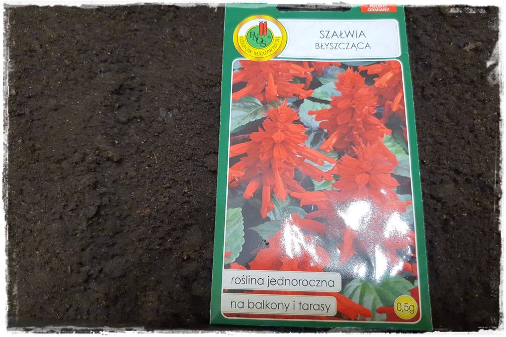 terminy siewu kwiatów jednorocznych 20a