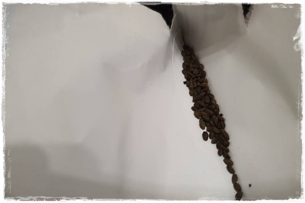 terminy siewu kwiatów jednorocznych 20b