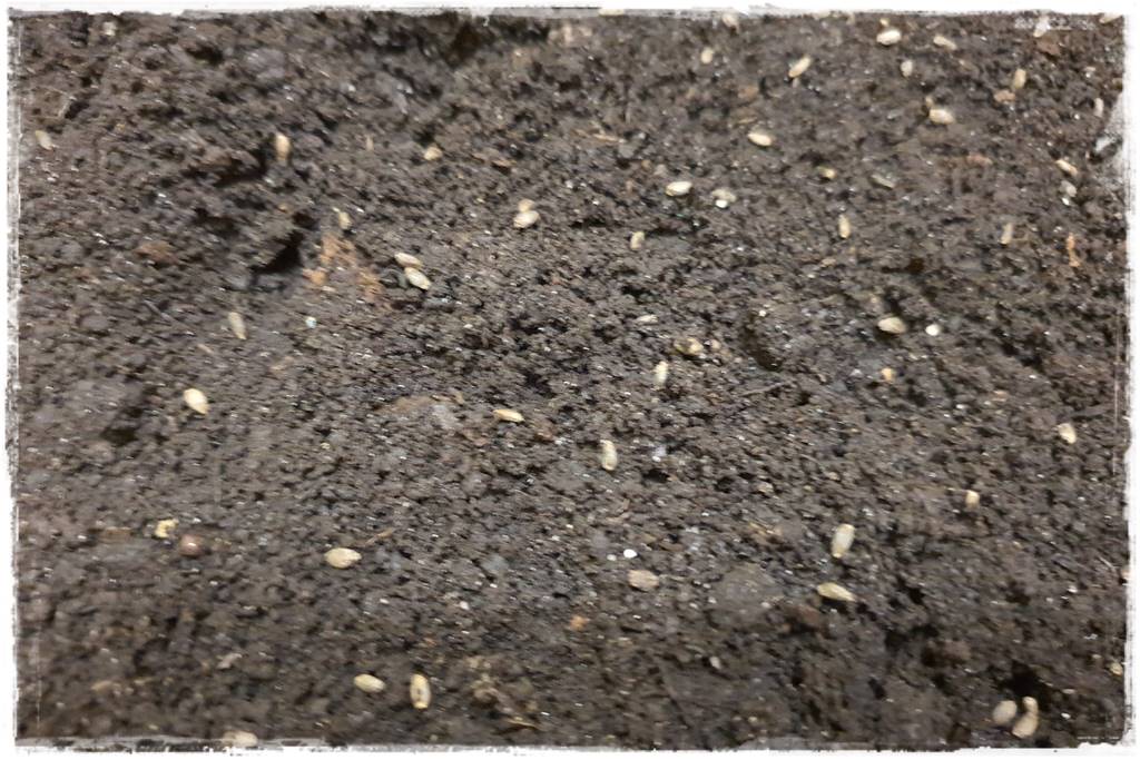 terminy siewu kwiatów jednorocznych 20c