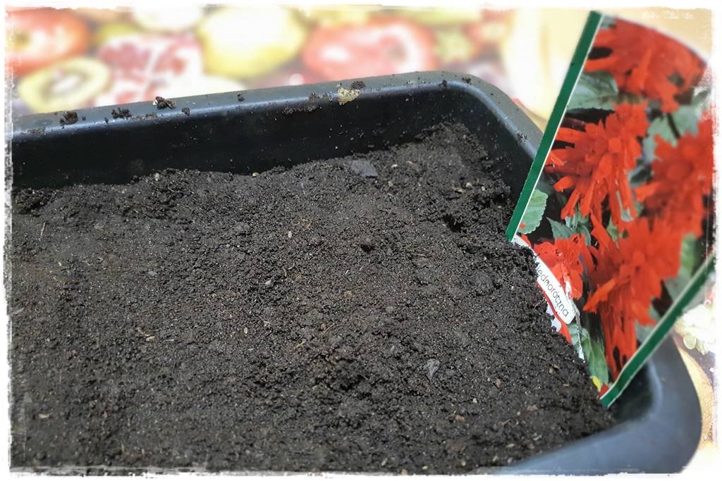 terminy siewu kwiatów jednorocznych 20d