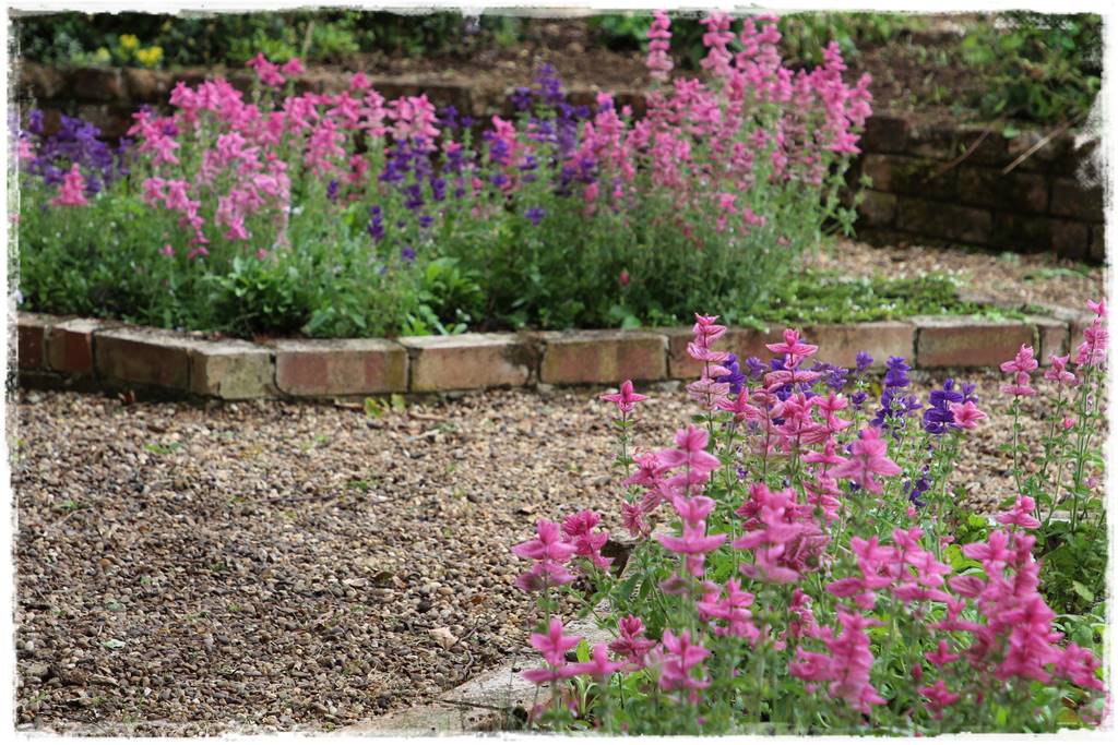 terminy siewu kwiatów jednorocznych 21