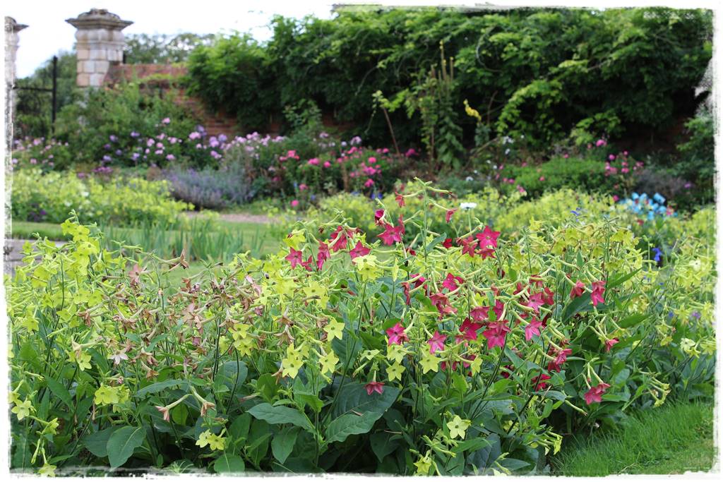 terminy siewu kwiatów jednorocznych 22