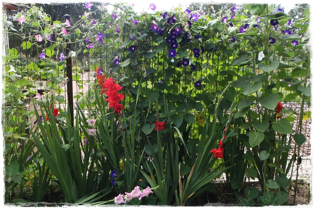 terminy siewu kwiatów jednorocznych 24