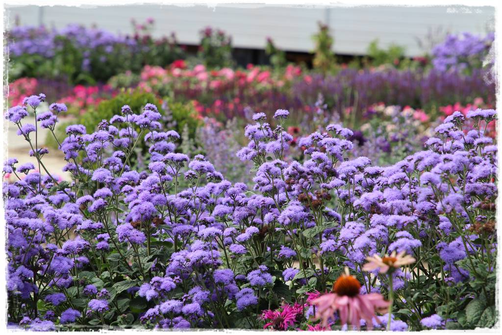 terminy siewu kwiatów jednorocznych 25