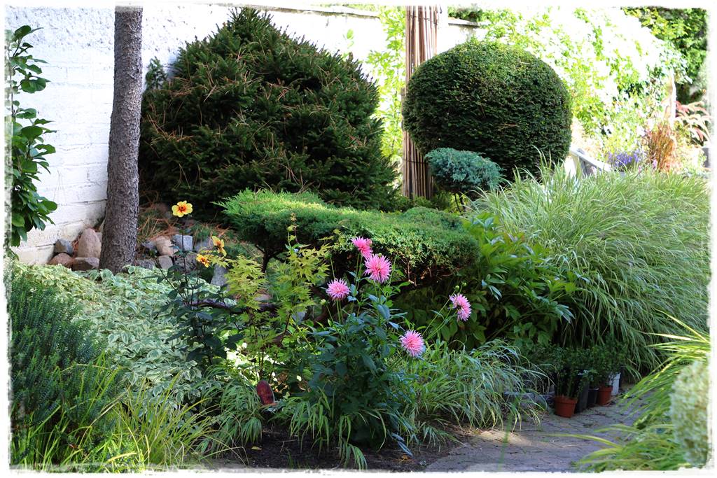 terminy siewu kwiatów jednorocznych 2a