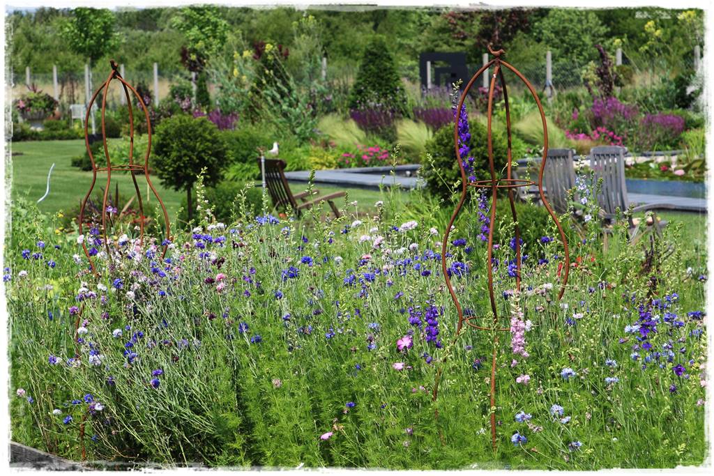 terminy siewu kwiatów jednorocznych 3