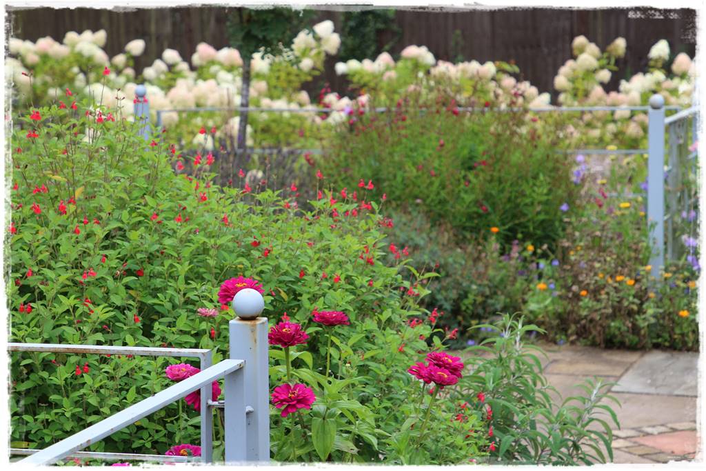 terminy siewu kwiatów jednorocznych 4