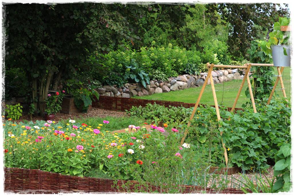 terminy siewu kwiatów jednorocznych 4b