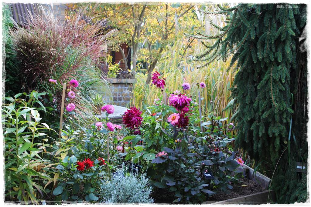 terminy siewu kwiatów jednorocznych 5