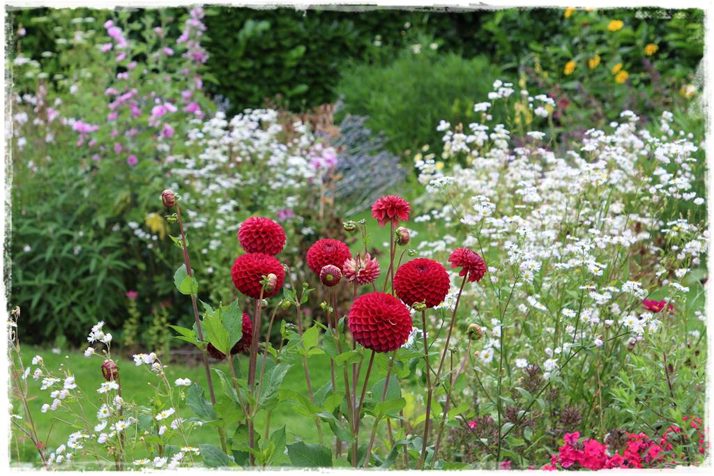 terminy siewu kwiatów jednorocznych 5a