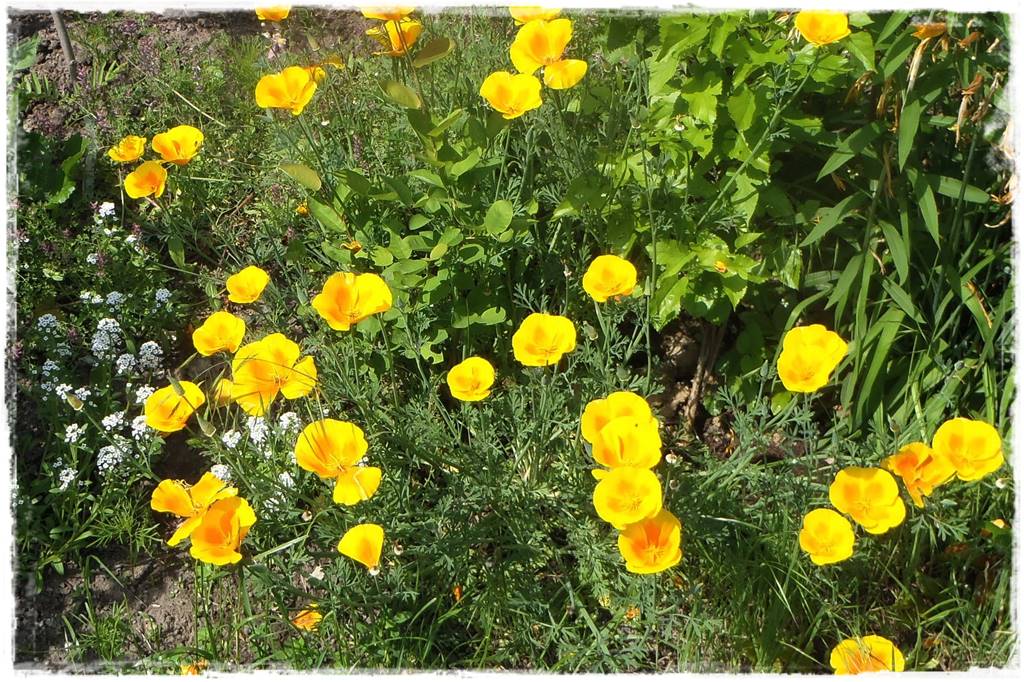 terminy siewu kwiatów jednorocznych 6