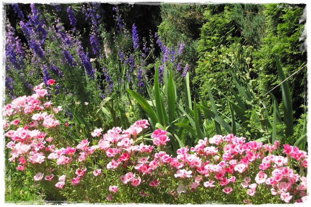 terminy siewu kwiatów jednorocznych 7