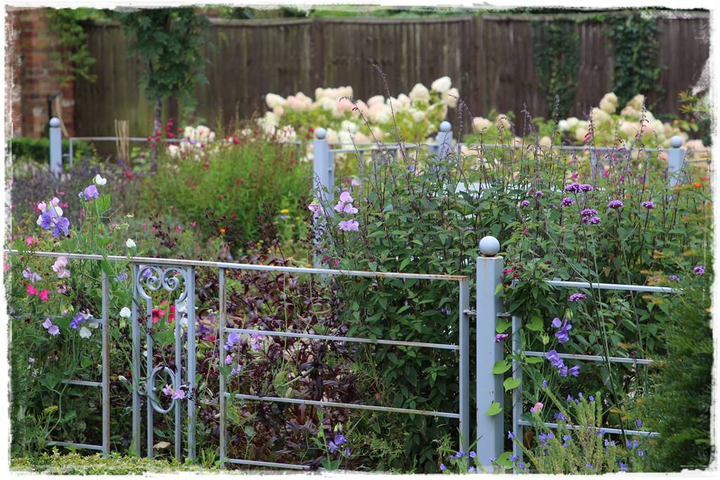 terminy siewu kwiatów jednorocznych 8