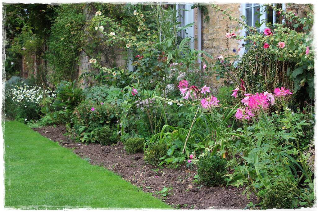 terminy siewu kwiatów jednorocznych 9