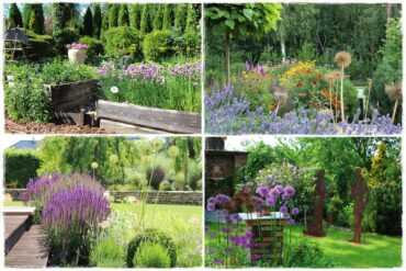 Czosnek ozdobny na rabacie 0