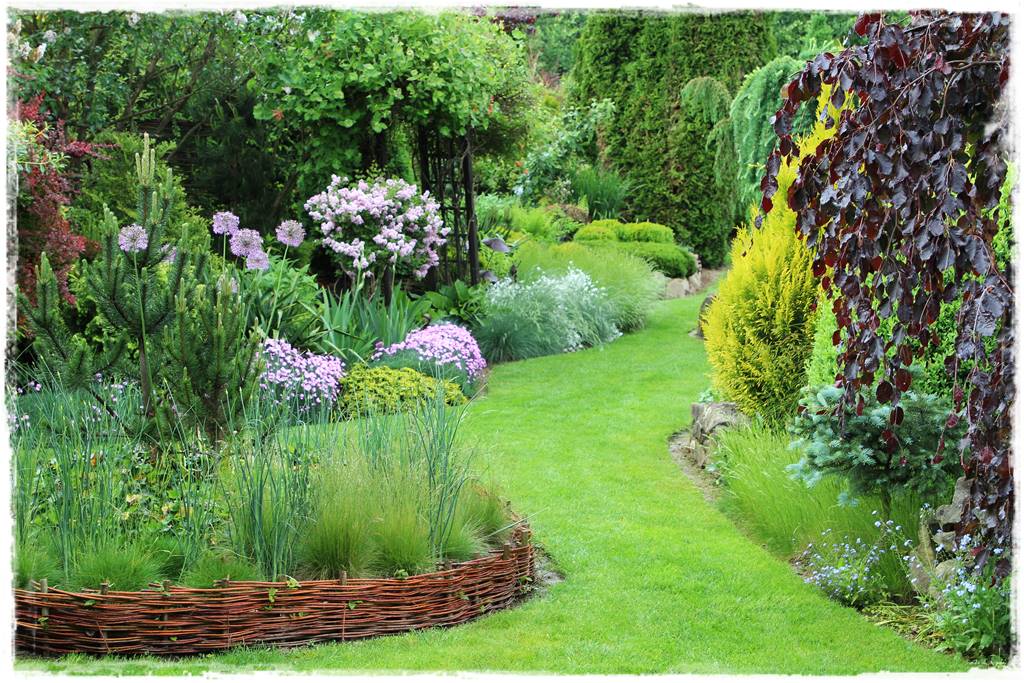Czosnek ozdobny na rabacie 0b Czosnek ozdobny na rabacie 0b