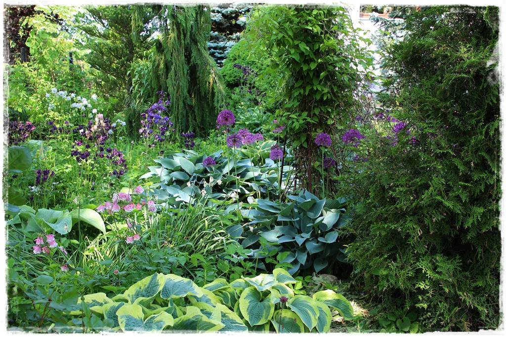 Czosnek ozdobny na rabacie 0c Czosnek ozdobny na rabacie 0c