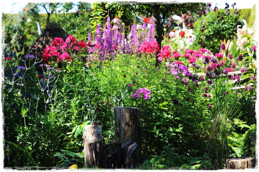 Czosnek ozdobny na rabacie 0d Czosnek ozdobny na rabacie 0d
