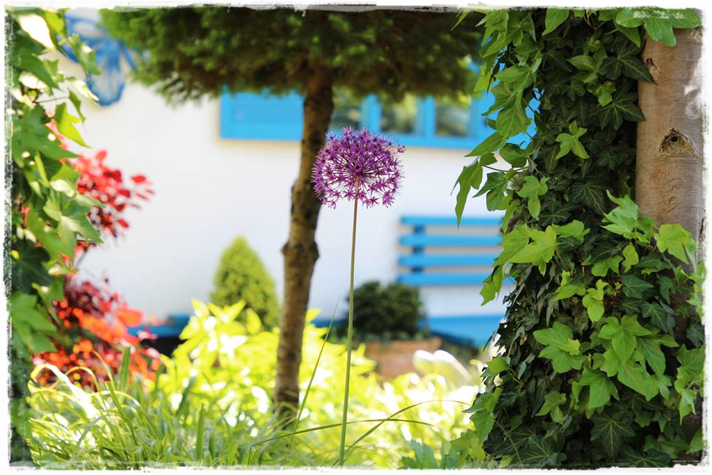 Czosnek ozdobny na rabacie 0e Czosnek ozdobny na rabacie 0e