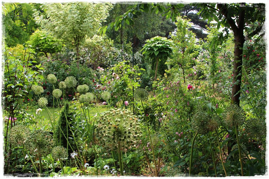Czosnek ozdobny na rabacie 0f Czosnek ozdobny na rabacie 0f
