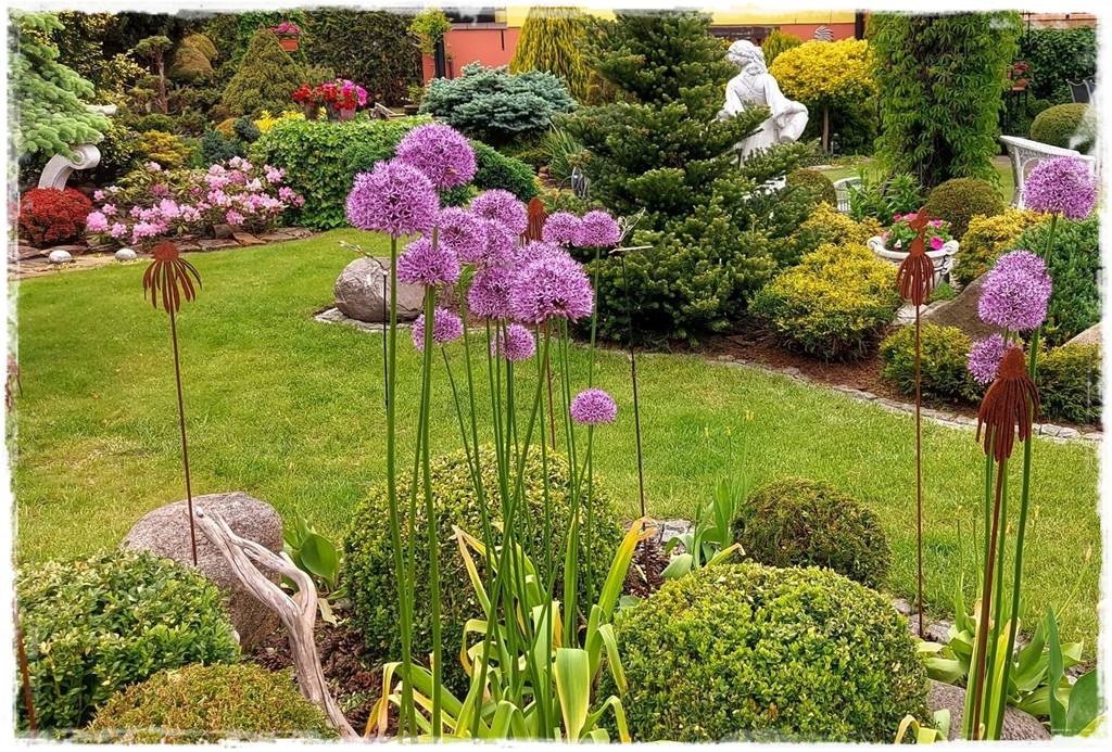 Czosnek ozdobny na rabacie 1