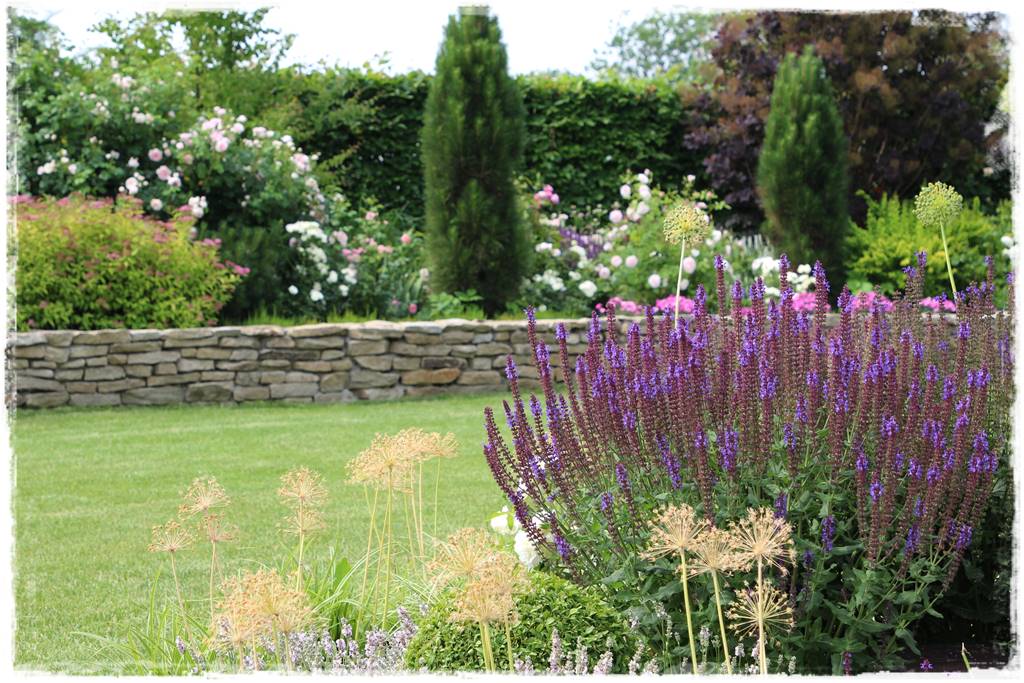 Czosnek ozdobny na rabacie 101 Czosnek ozdobny na rabacie 101