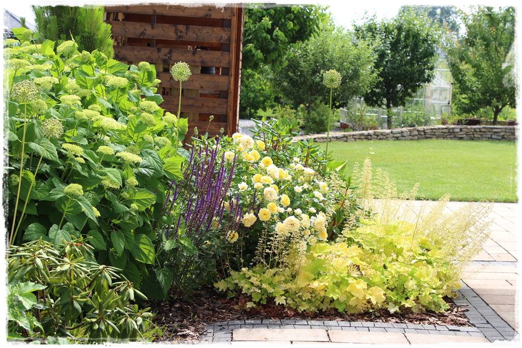 Czosnek ozdobny na rabacie 110 Czosnek ozdobny na rabacie 110