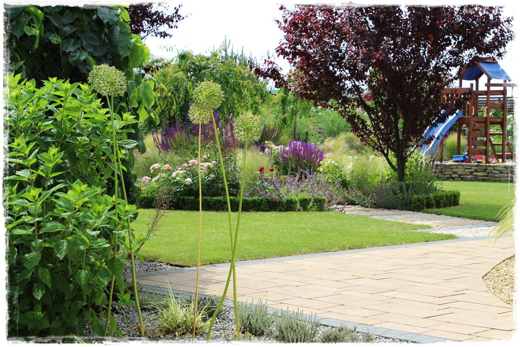 Czosnek ozdobny na rabacie 111 Czosnek ozdobny na rabacie 111