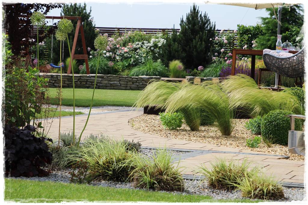 Czosnek ozdobny na rabacie 113 Czosnek ozdobny na rabacie 113