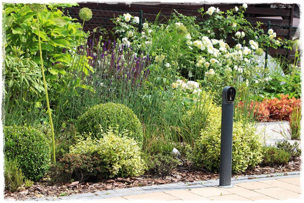 Czosnek ozdobny na rabacie 120 Czosnek ozdobny na rabacie 120