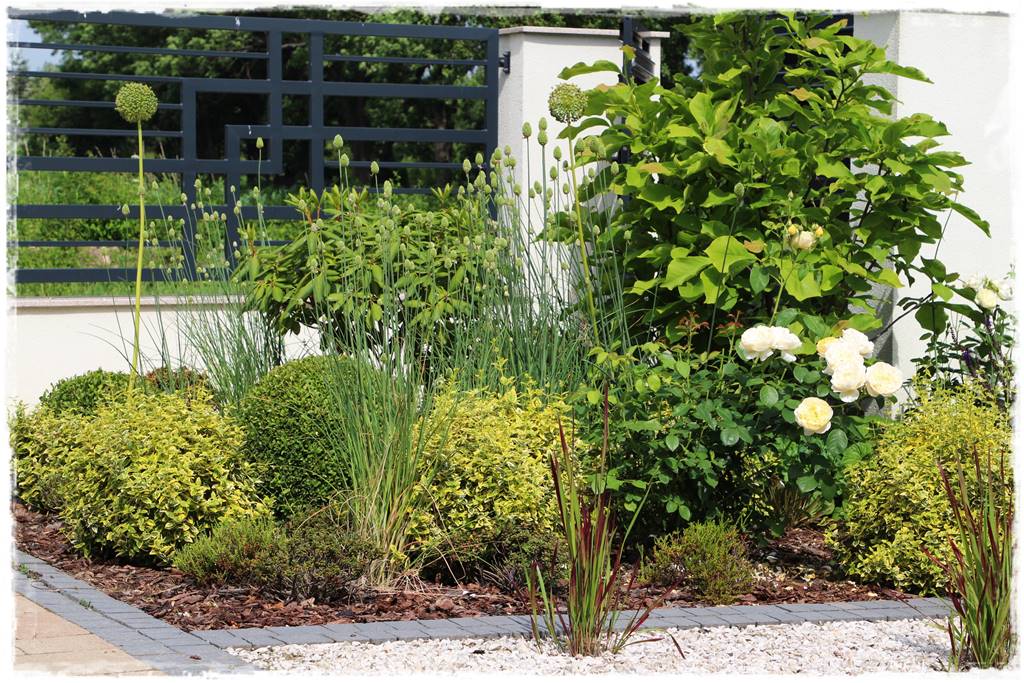 Czosnek ozdobny na rabacie 121 Czosnek ozdobny na rabacie 121