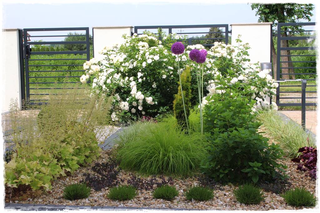 Czosnek ozdobny na rabacie 140