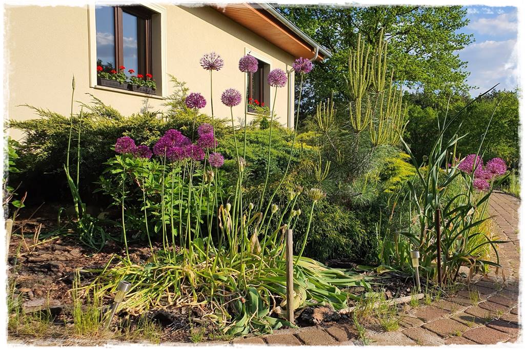 Czosnek ozdobny na rabacie 2