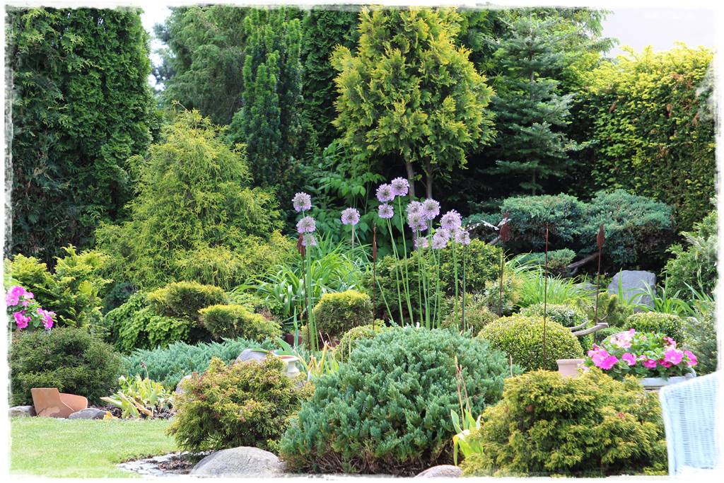 Czosnek ozdobny na rabacie 20 Czosnek ozdobny na rabacie 20