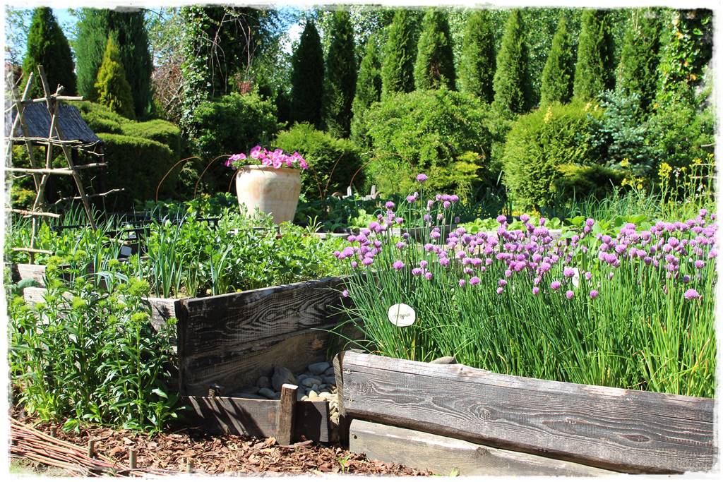 Czosnek ozdobny na rabacie 202 Czosnek ozdobny na rabacie 202