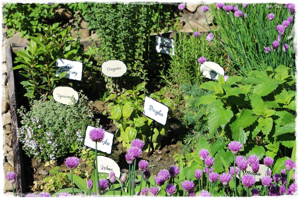 Czosnek ozdobny na rabacie 203 Czosnek ozdobny na rabacie 203