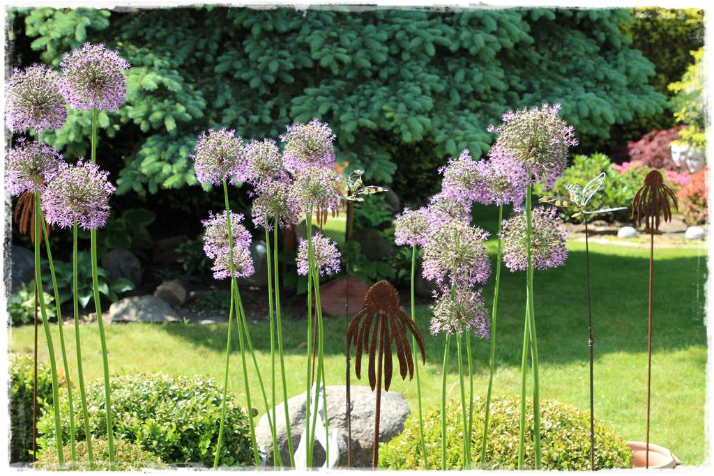 Czosnek ozdobny na rabacie 21 Czosnek ozdobny na rabacie 21