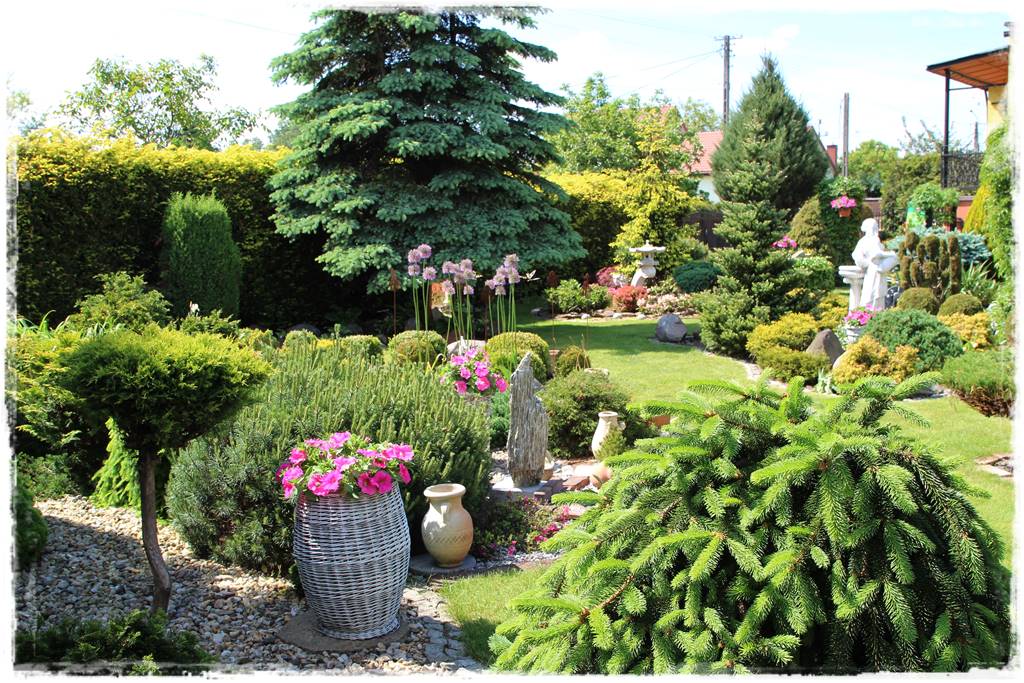 Czosnek ozdobny na rabacie 22 Czosnek ozdobny na rabacie 22