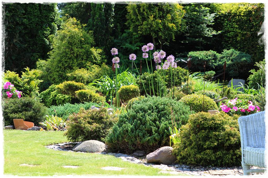 Czosnek ozdobny na rabacie 23 Czosnek ozdobny na rabacie 23
