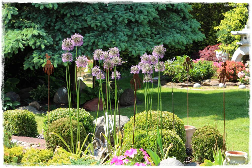 Czosnek ozdobny na rabacie 24 Czosnek ozdobny na rabacie 24