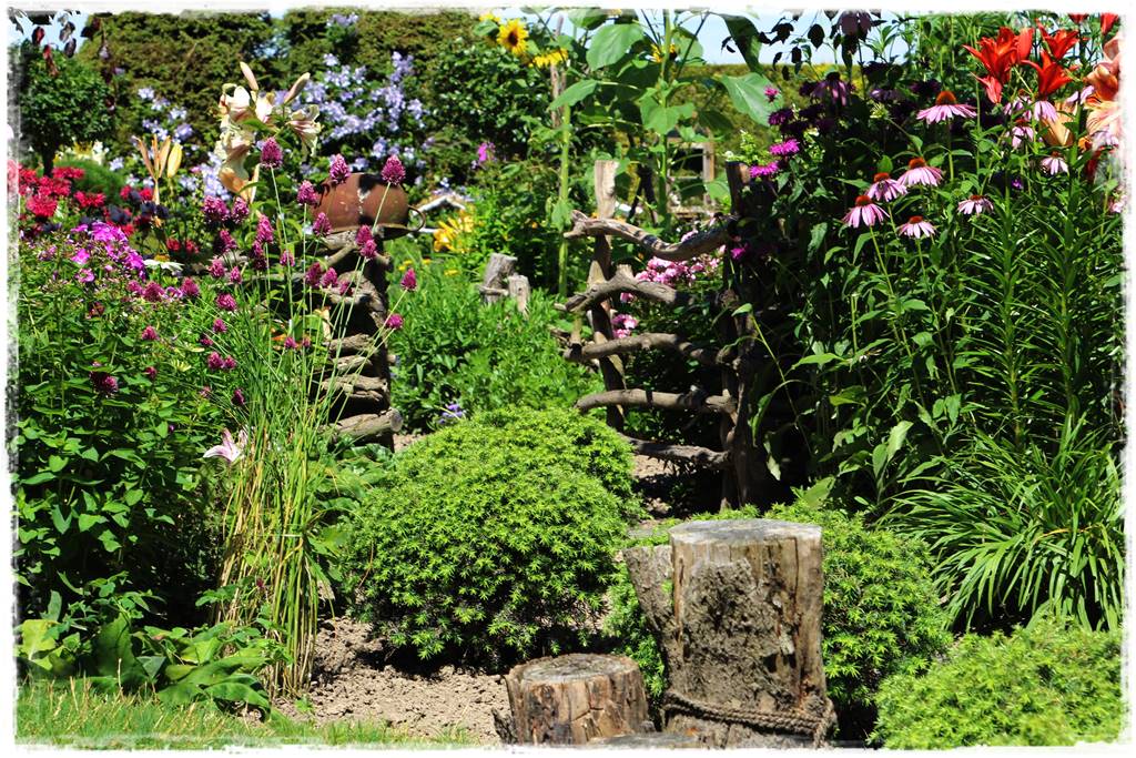 Czosnek ozdobny na rabacie 3