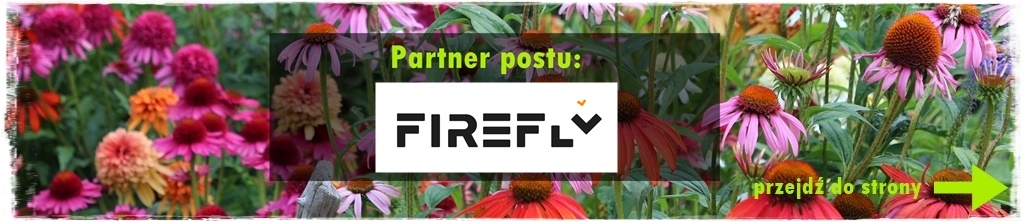 Czosnek ozdobny na rabacie 304