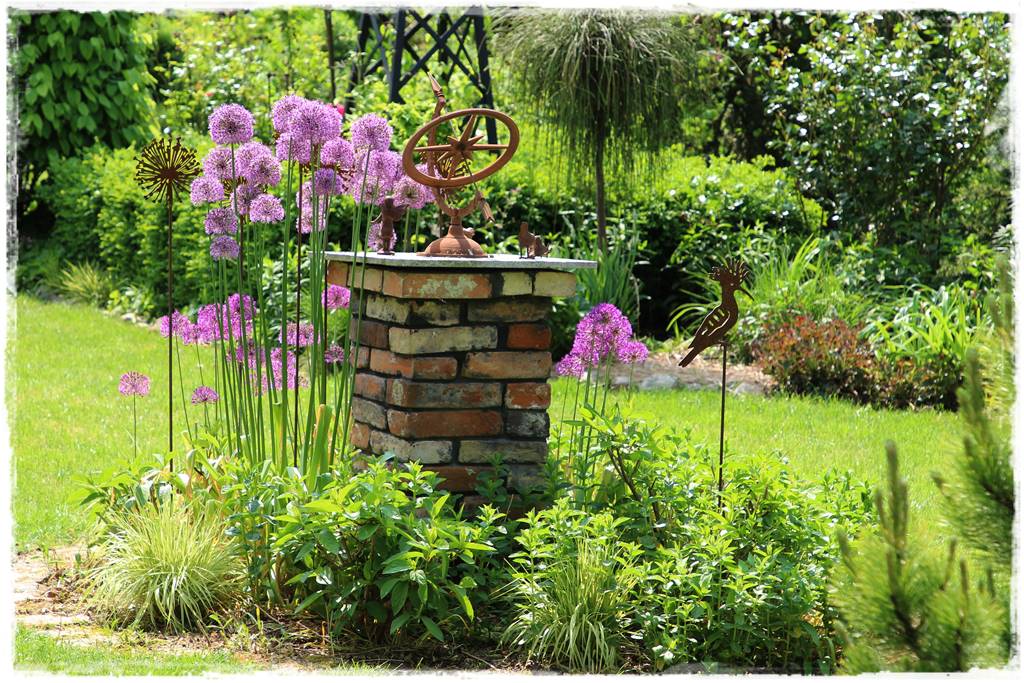 Czosnek ozdobny na rabacie 31 Czosnek ozdobny na rabacie 31