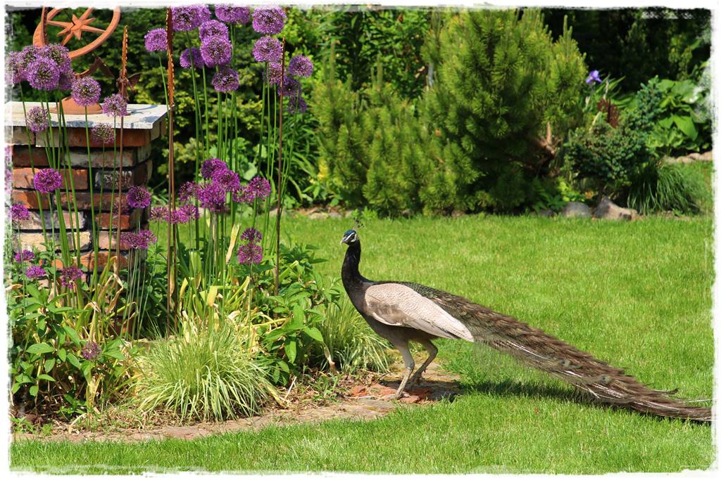 Czosnek ozdobny na rabacie 34 Czosnek ozdobny na rabacie 34