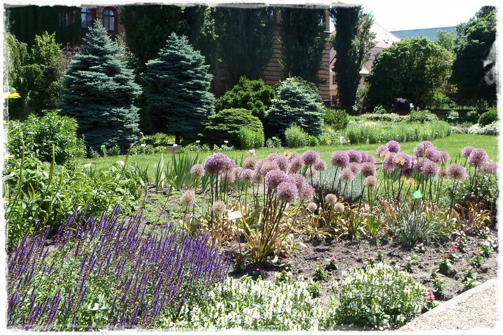 Czosnek ozdobny na rabacie 4