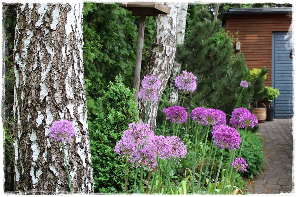 Czosnek ozdobny na rabacie 40 Czosnek ozdobny na rabacie 40